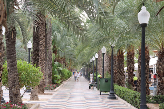Palm-Lined Path – Esplanada de España, Alicante