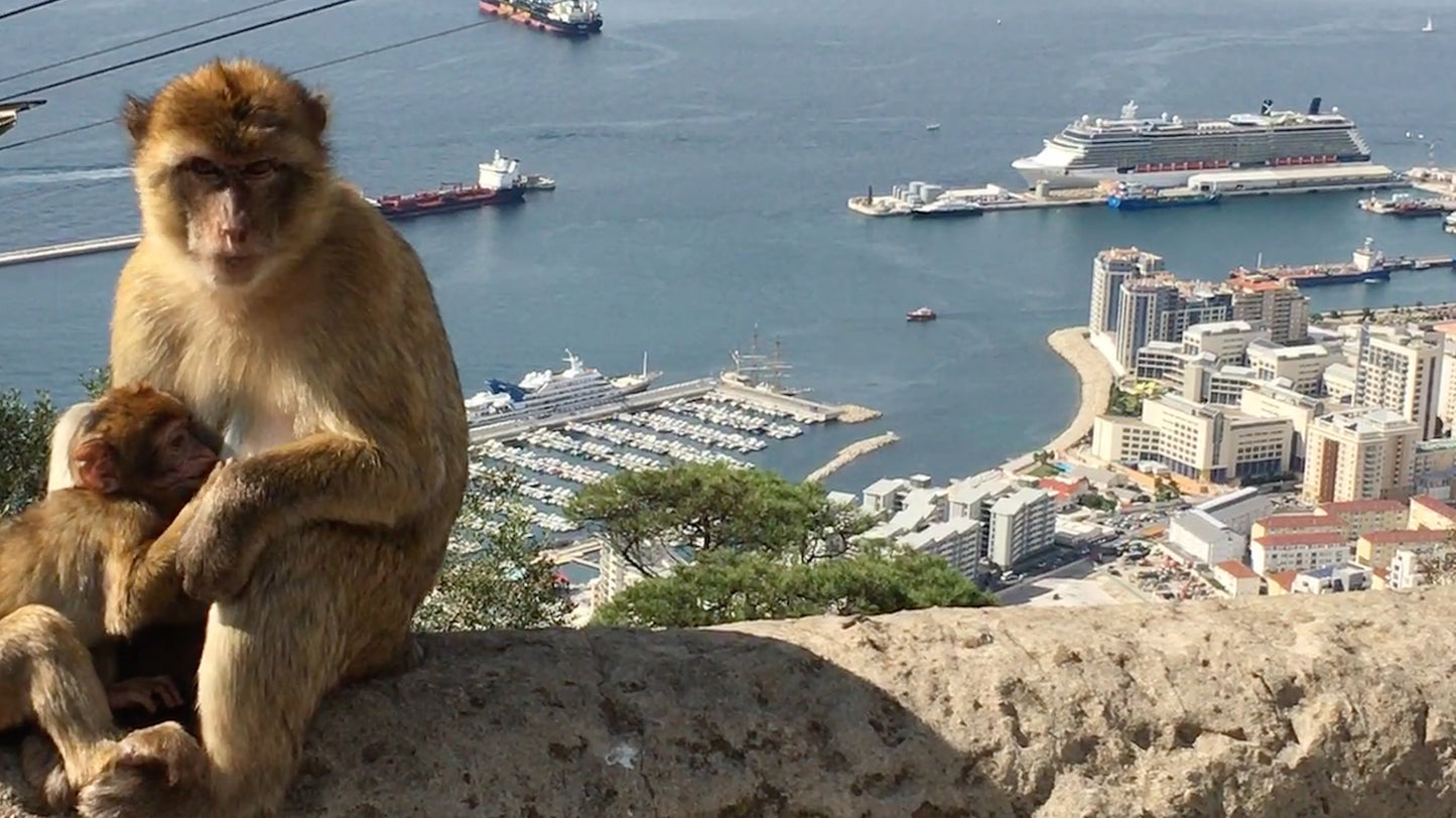 A Wild Macaque – Gibraltar Monkey Fine Art Print