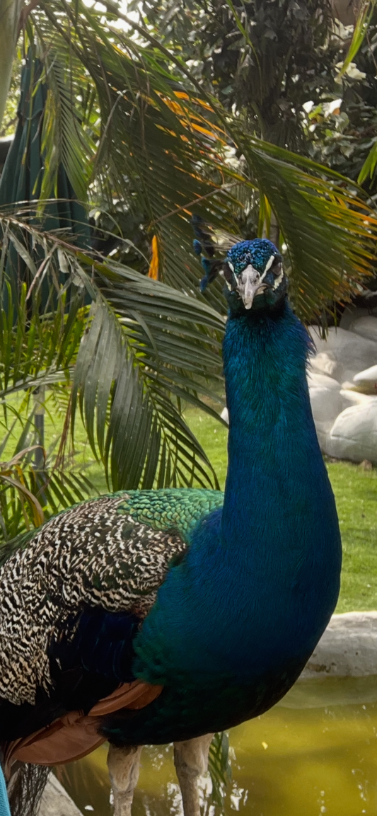 Peafowl Elegance Phone Wallpaper – Vibrant Beauty Wallpaper