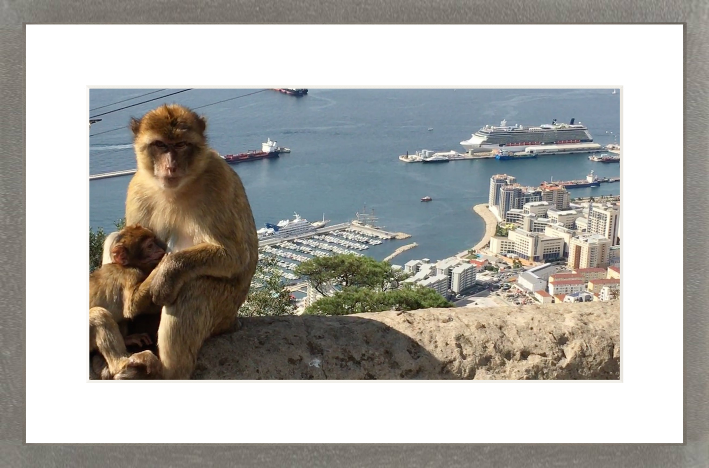 A Wild Macaque – Gibraltar Monkey Fine Art Print