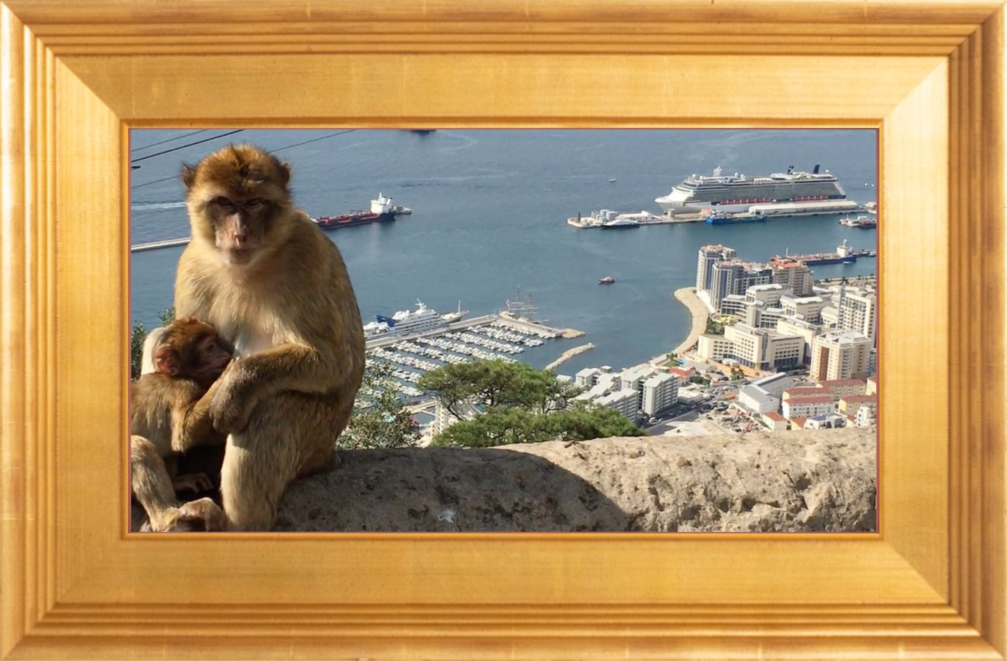 A Wild Macaque – Gibraltar Monkey Fine Art Print