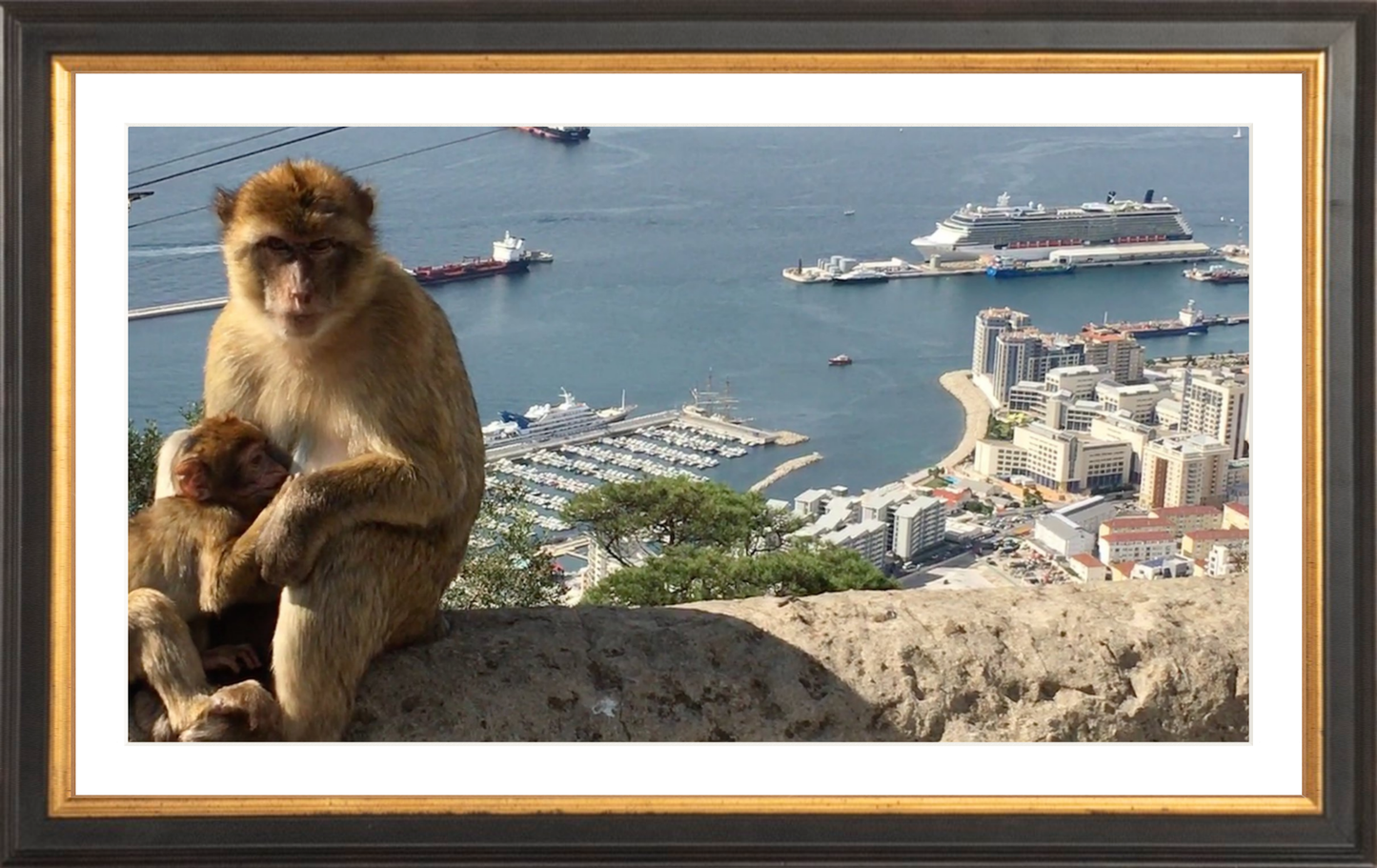 A Wild Macaque – Gibraltar Monkey Fine Art Print