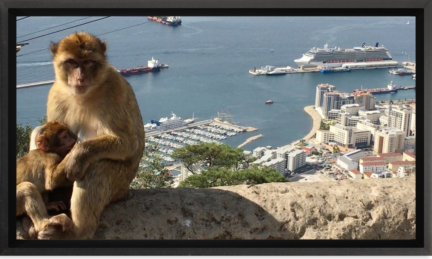 A Wild Macaque – Gibraltar Monkey Fine Art Print