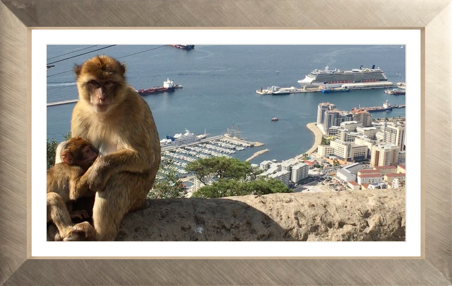 A Wild Macaque – Gibraltar Monkey Fine Art Print