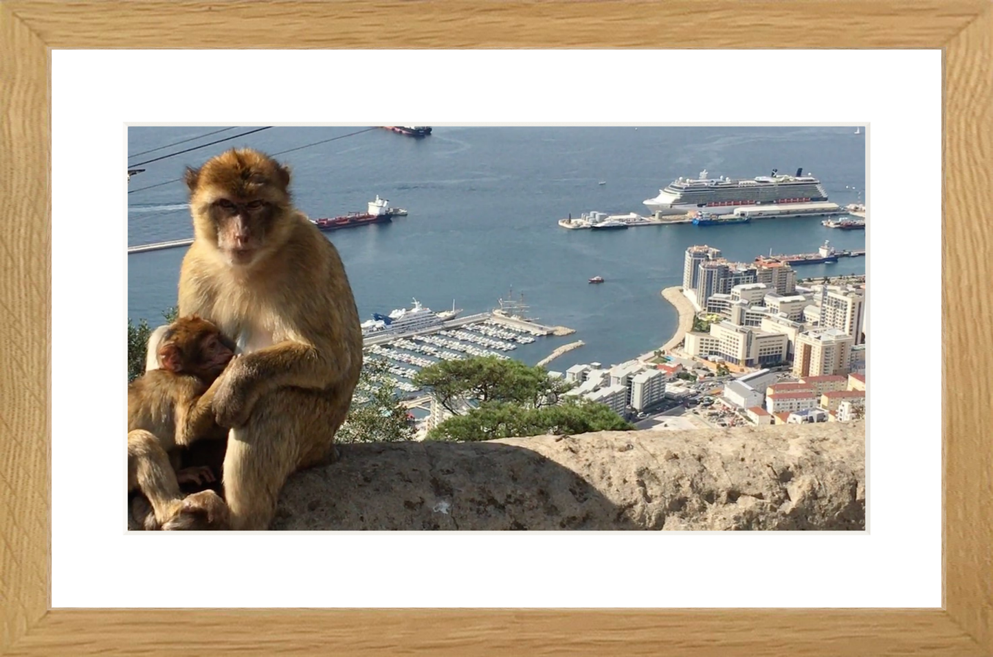 A Wild Macaque – Gibraltar Monkey Fine Art Print